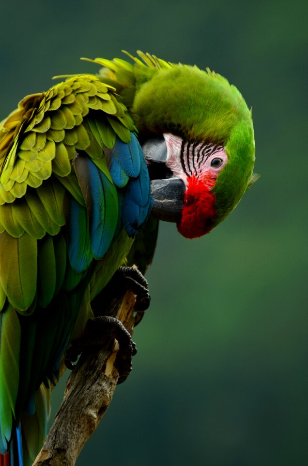 Plumage animal green