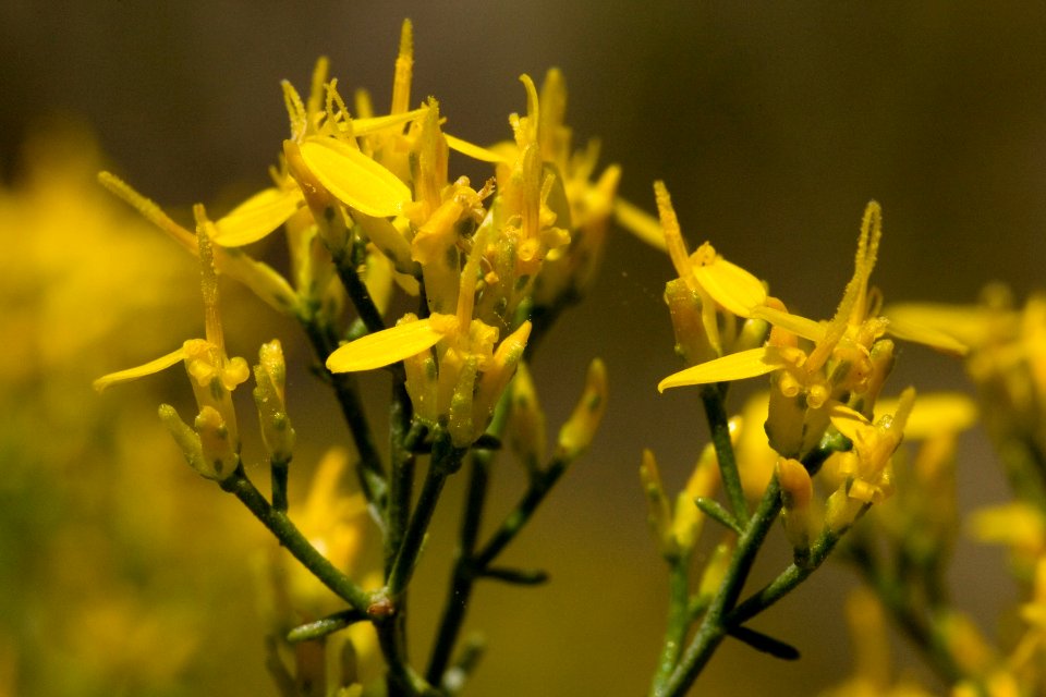 Gutierrezia microcephala