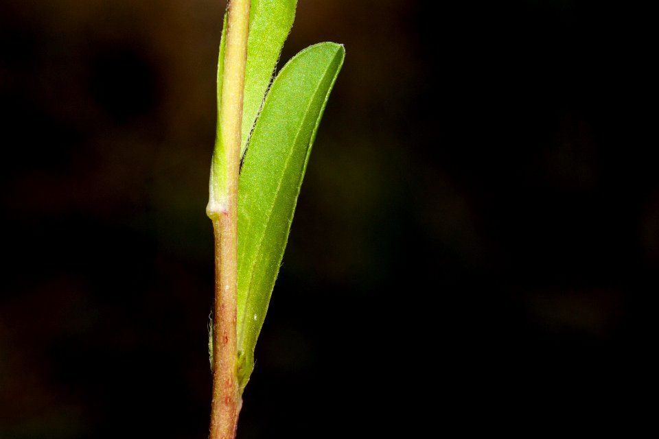 Townsendia formosa