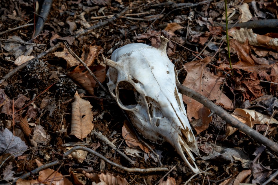 2019 Bacon Ridge History Hike 135