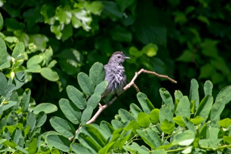 Gray Catbird 06-16-2018 009