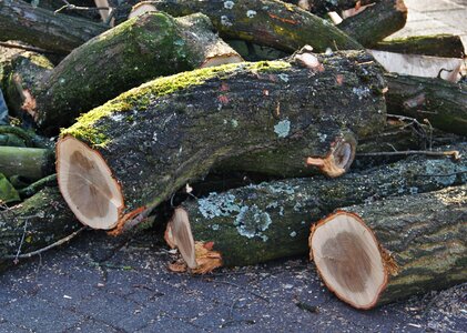 Diseased trees woodworks like