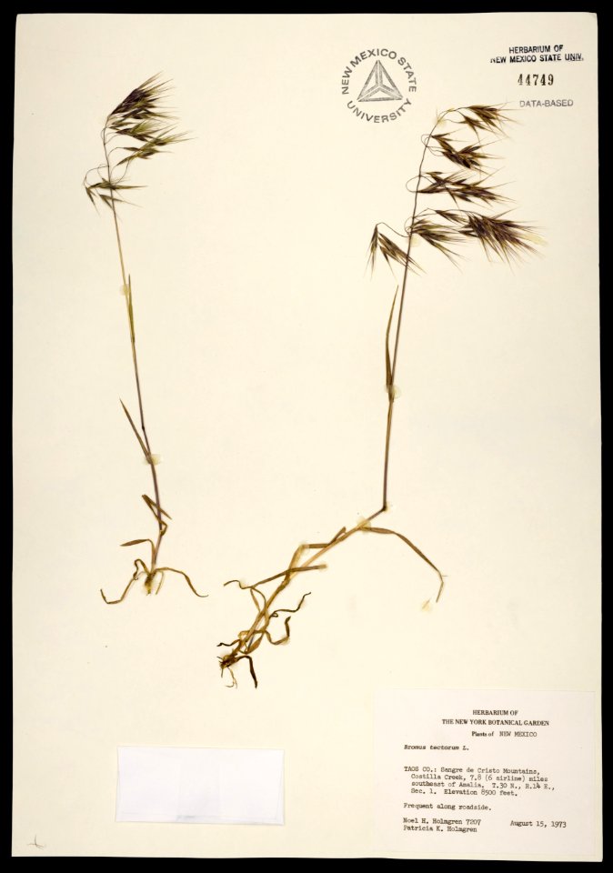 Bromus tectorum