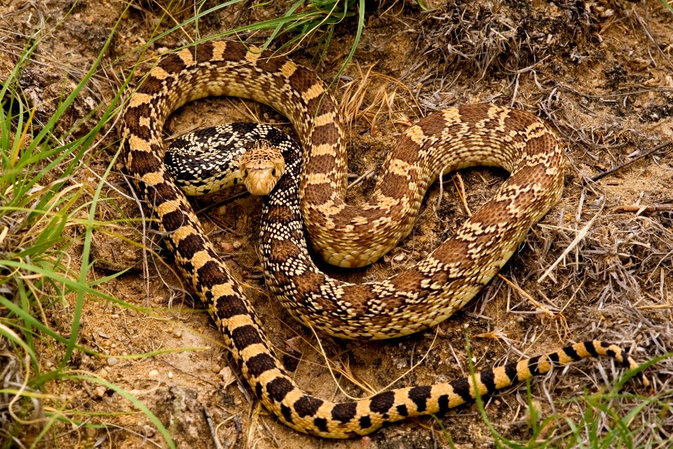 Pituophis catenifer sayi