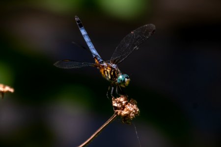 Blue Dasher Dragonfly 09