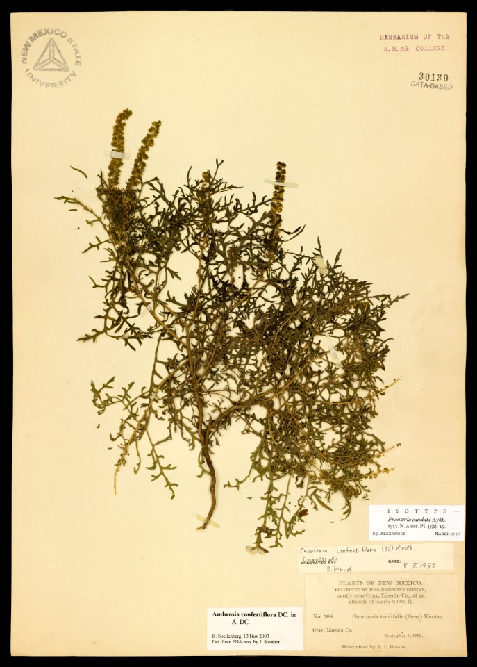 Franseria caudata