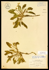 Viola erectifolia