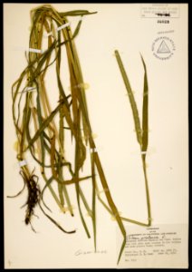 Phleum pratense