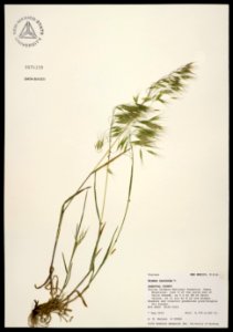 Bromus tectorum