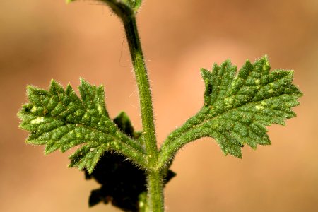 Verbena plicata