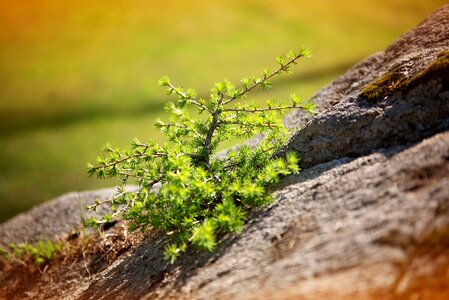 Rock stone nature