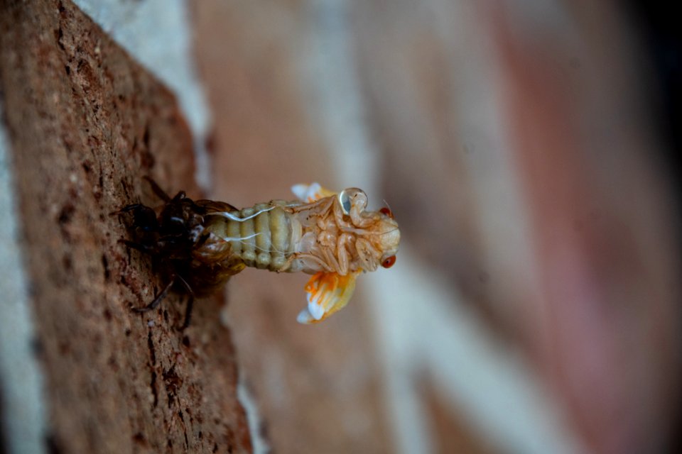 Cicada Molting 019
