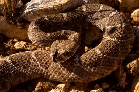 Crotalus atrox