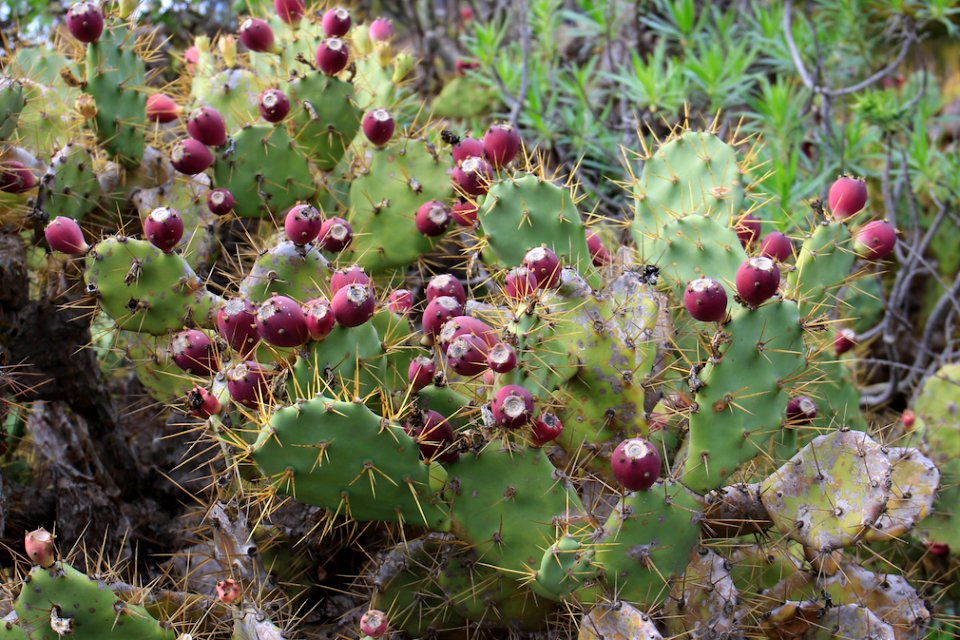 Opuntia, Feigenkaktus