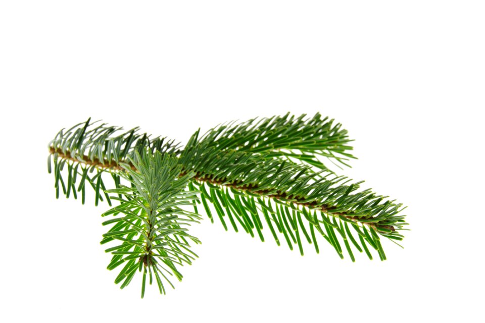 Branch decoration fir green