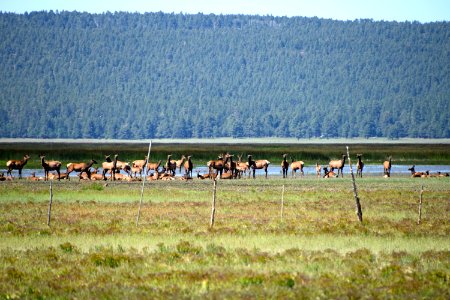 Elk in Mormon Lake