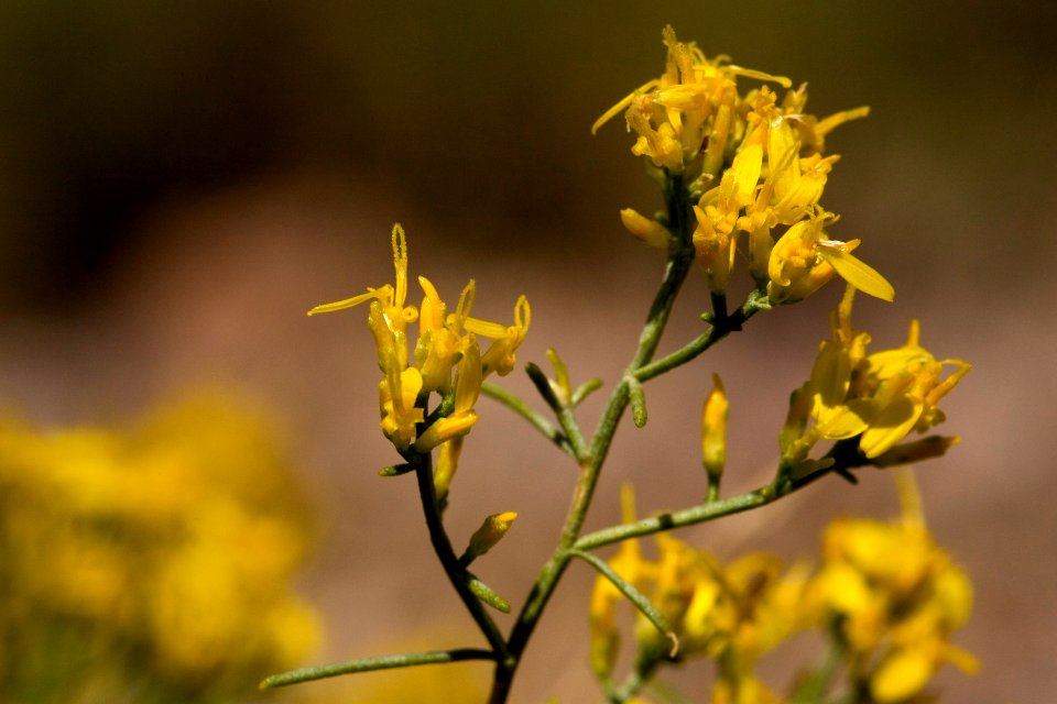 Gutierrezia microcephala