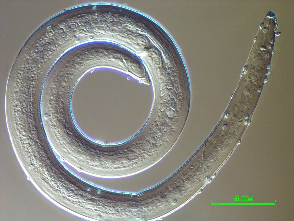 20200429-APHIS-HG-IYPH 0043