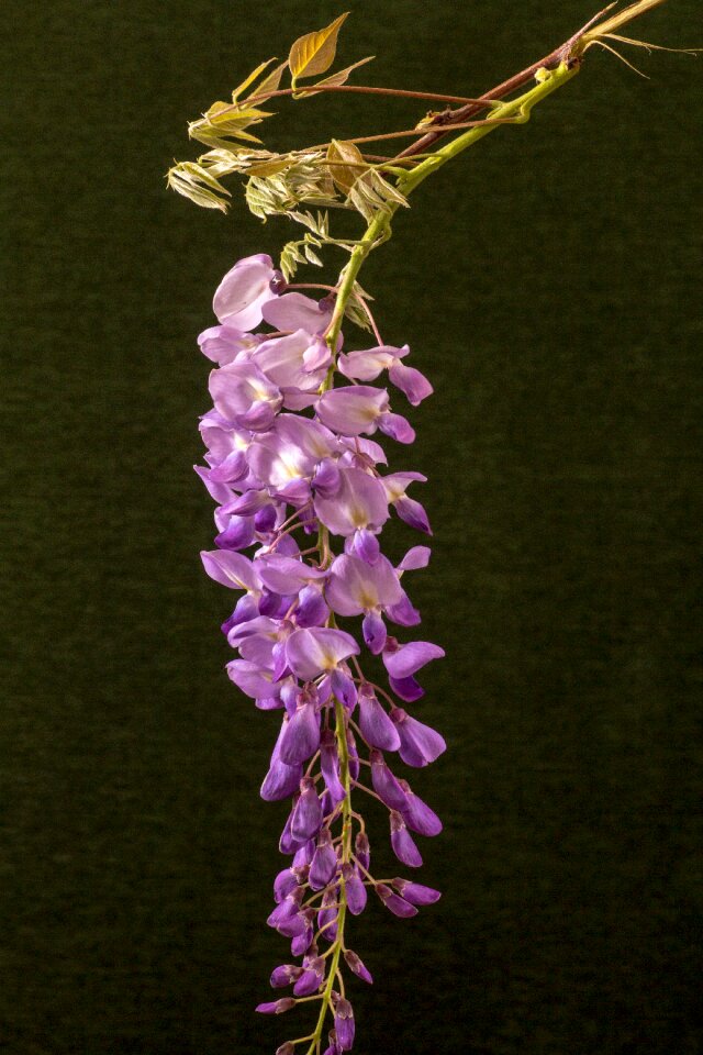 Wisteria macro violet