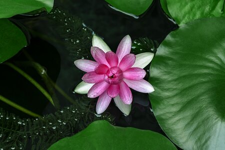 Medicinal plants green leaf photo