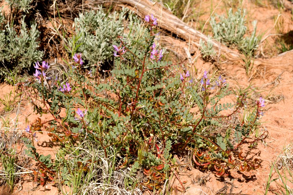 Astragalus zionis