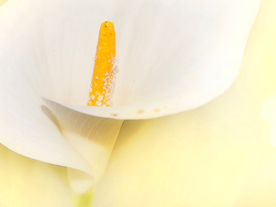 Plant flower white