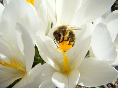 Bee insect spring