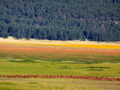 Elk Herd at Mormon Lake