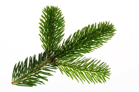 Branch decoration fir green photo