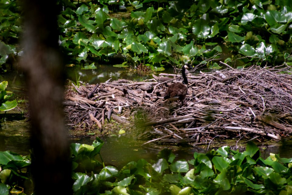 2019 Walk for the Woods Bacon Ridge Natural Area 202 Canada Goose