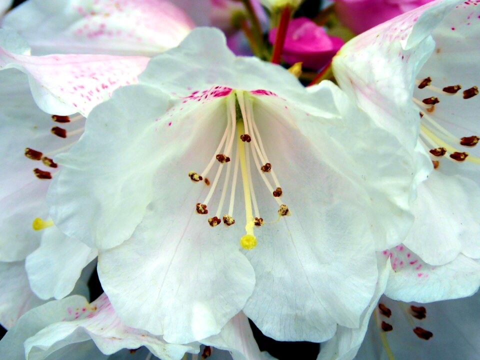 White pistil nature