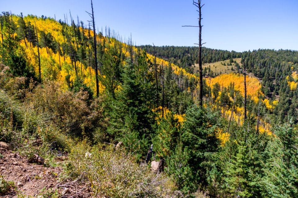 Elden Lookout Road