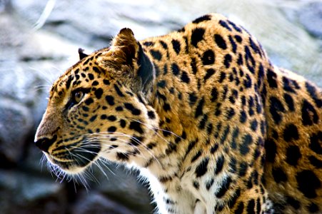 Stalking Prey