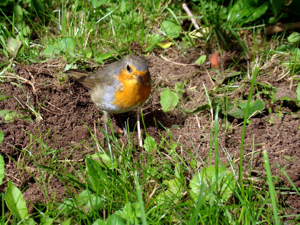 Bird robins small birds