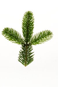 Branch decoration fir green