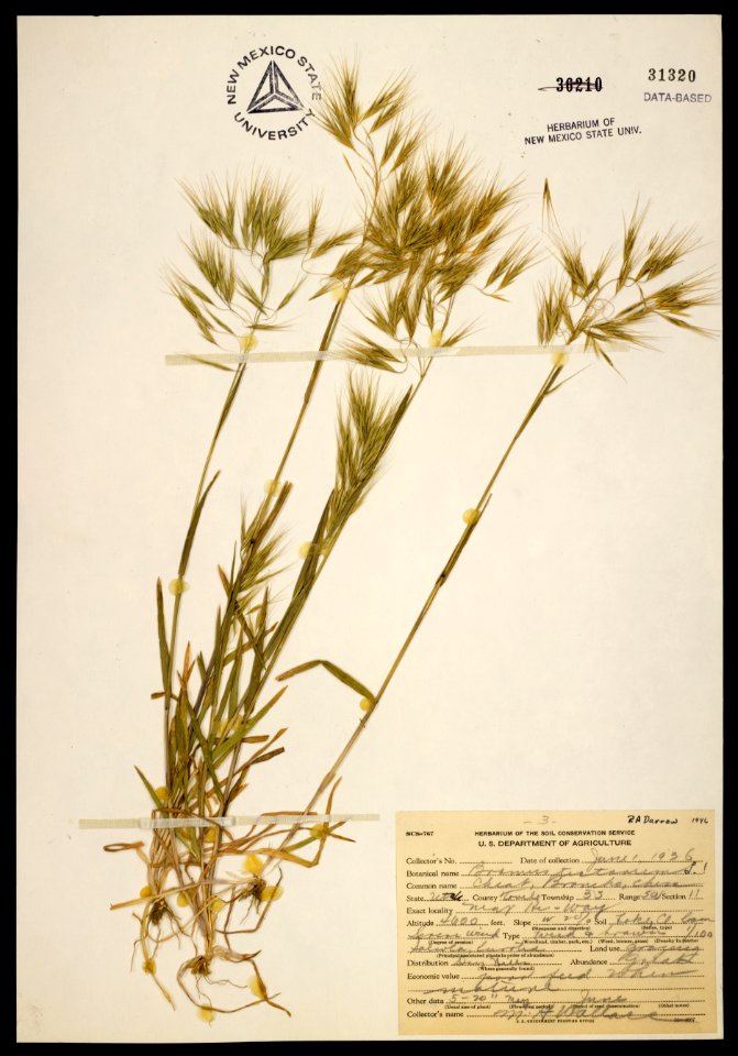 Bromus tectorum