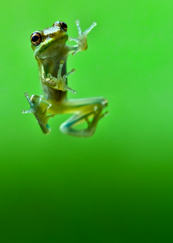 Froggy