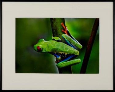292 | Willa Friedman | Red Eyed Tree Frog | Photography | 16x20 photo