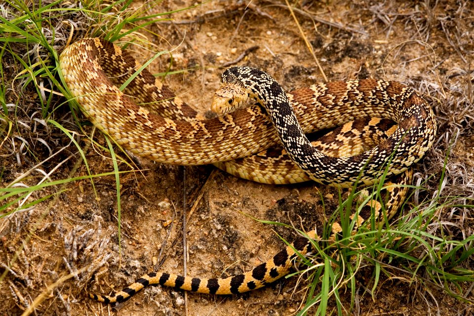 Pituophis catenifer sayi
