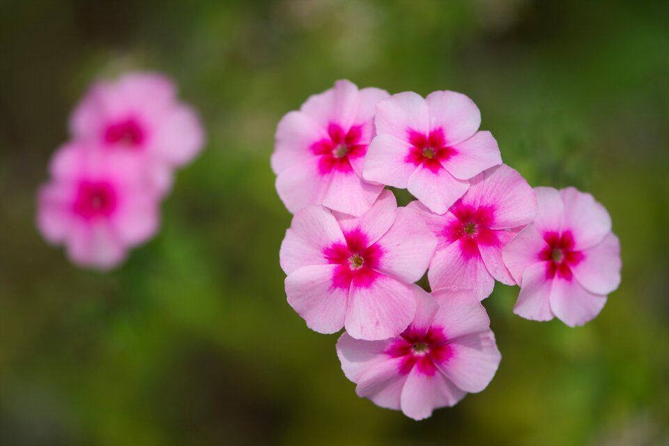 Makro flower nature