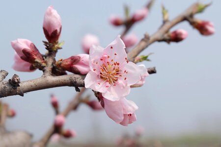 Spring peach blossom serenity