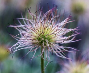Plant spring nature