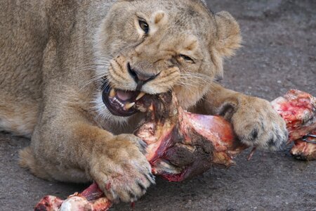 Lioness food zoo photo
