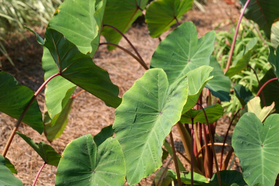 Foliage garden horticultural