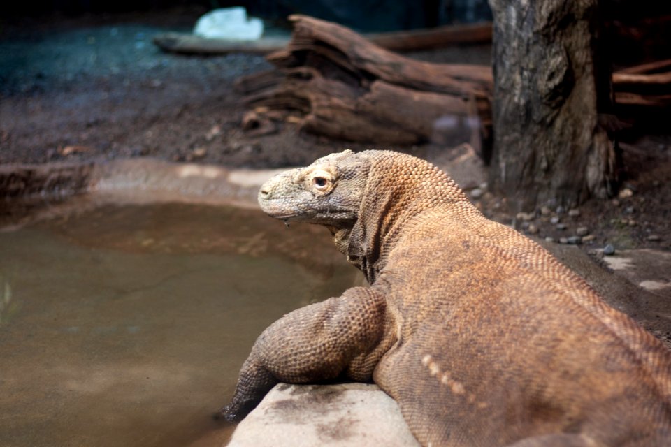 komodo dragon