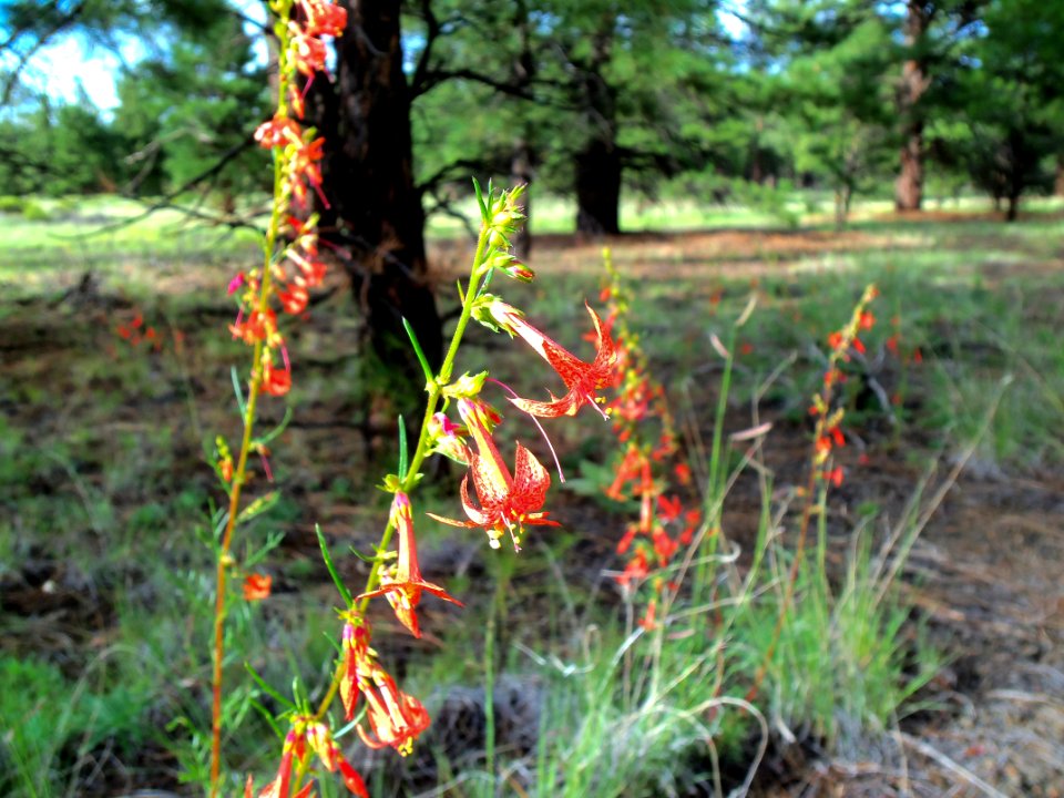 Summer Wildflowers near Old Caves Crater