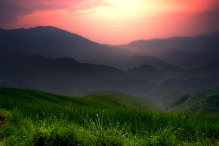 Rice Fields