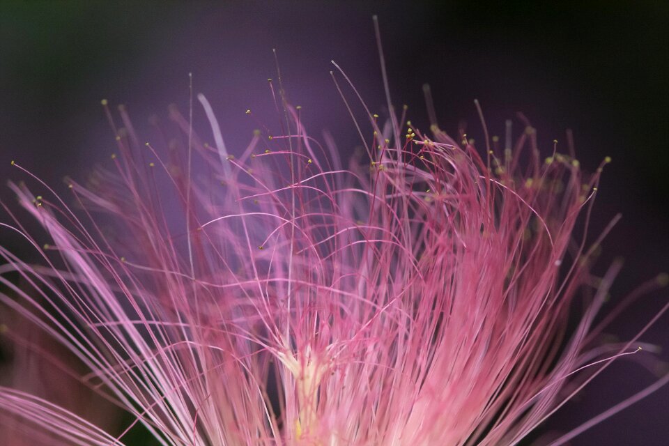 Affix flowers makro