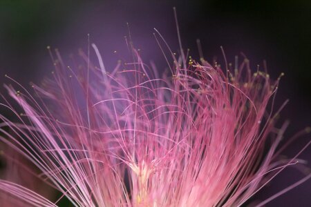 Affix flowers makro