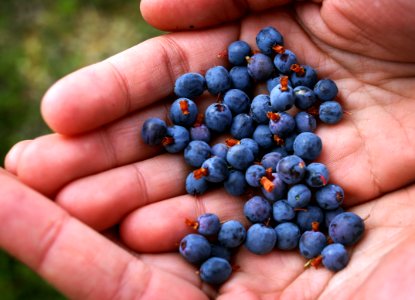 Blueberries - A Sweet Surprise